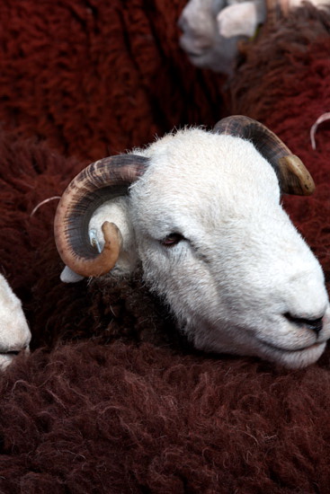 Isel Lake district Sheep