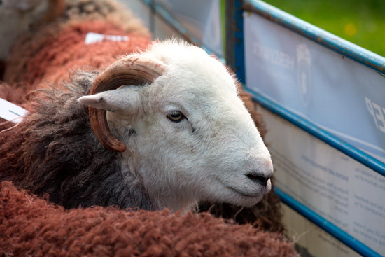 Vickerstown Lakeland Sheep