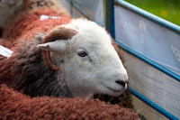 Plumbland, Ullscarf, Herdy Sketch, Herdwick Sheep Oil Pastels, Caudale Moor, Longlands Fell, Seathwaite (Duddon Valley), Little Strickland, Hale, Herdwick Drawings, Herdwick Sheep Art Studio, Bannerdale Crags, Herdy Ewe, Grey Crag, Herdwick Sheep, Herdies, Rockcliffe, Grasmoor, Wether Hill, Hopegill Head, Newton Reigny, Harter Fell, Eskdale, Wetherlam, Herdwick Wall Art, Crosthwaite, Bigrigg, Herdy Wall Art, Grange-Over-Sands, Isle of Walney, Oxen Park, Scotby,  Lake District, Cumbria.