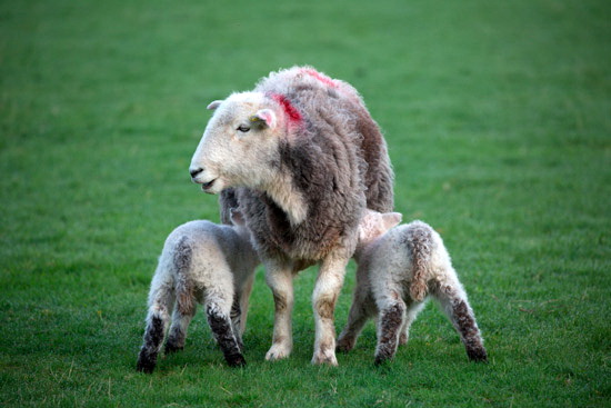 Cumwhitton Valley Herdwick Sheep