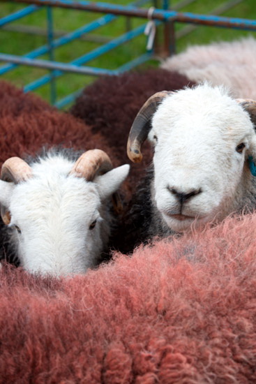 Aspatria Field Lake district Sheep