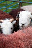 Herdwick Sheep Art, Kirkby Thore, Lakeland Herdy Artworks, Herdwick Wall Art, Broom Fell, Wansfell, Herdy Art, Herdies, Haystacks, Whicham, Brock Crags, Herdy Wall Art, Lakeland Sheep, Holmrook, Clifton, Lowther, Glenridding Dodd, Herdwick Sheep Oil Pastels, Herdwick Drawings, Loweswater, Ulpha, Rest Dodd, Great Dodd, Greysouthen, Scafell Pike, Swirl How, Ravenglass, Great Crag, Far Arnside, Herdwick Sheep Art Studio,  Lake District, Cumbria.