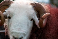 Herdwick Sheep Oil Painting, Cark (Cartmel), Herdwick Drawings, Wether Hill, Watch Hill, Herdwick Sheep Oil Painting, Coniston Old Man, High Spy, Herdwick Sheep Acrylic Paintings, Heron Pike, Herdwick Wall Art, Herdy Sketches, Herdwick Artwork, Herdies, Nateby, Black Combe, Herdwick Sheep Oil Pastels, Herdwick Sheep, Esk Pike, Eaglesfield, Cliburn, Yoke, Grange (Keswick), Wandope, Herdy Sheep Artist, Dent, Hilton, Rydal, Scar Crags, Herdwick, Drumburgh, Arnison Crag,  Lake District, Cumbria.