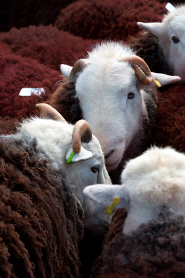Kirk Fell Herdwick Sheep