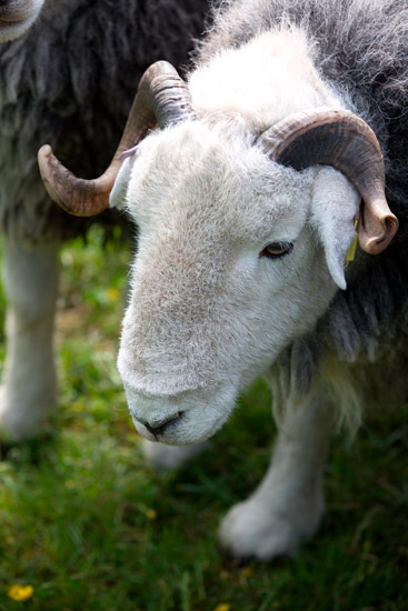 Alston Field Lakeland Sheep