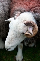 Whiteside, Killington, Herdwick Sheep Sketch, Ambleside, Herdy Sketch, Steeple, Herdwick, Herdwick Sheep Oil Painting, Hartsop above How, Newbiggin-on-Lune, Dalton-in-Furness, Little Langdale, Pike of Blisco, Herdy Ewe, Vickerstown, Herdy Sheep Artist, Crosscanonby, Rannerdale Knotts, Welton, New Hutton, Stanah, Birker Fell, Firbank Fell, High Hartsop Dodd, Cumrew, Herdwick, Ling Fell, Stybarrow Dodd, Herdy Art,  Lake District, Cumbria.