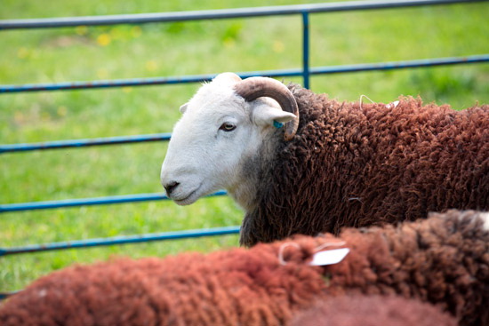 Grey Friar Valley Herdwick