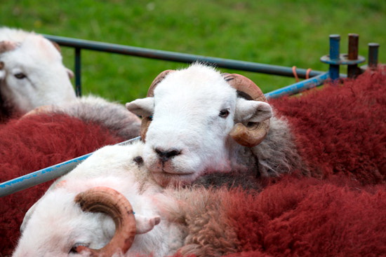 Colthouse Field Lake district Sheep