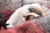 Pennington, Great Crag, Rampside, Routenbeck, Herdy Sketch, Eagle Crag, Ousby, Herdwick Sheep, Herdy Sketches, Herdwick Sheep Prints, Great Dodd, Great Mell Fell, Herdwick Wall Art, Glaramara, Ill Bell, Herdies, Abbeytown, Soulby (Penrith), Mixed-Media Herdy Art, Herdy Ewe, Grey Knotts, Herdwick Artwork, Herdwick Sheep Art Studio, Hayton (Aspatria), Herdwick Sheep Oil Painting, Herdwick, Skelwith Bridge, Cliburn, Colby, Bleaberry Fell,  Lake District, Cumbria.