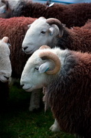 Seathwaite (Borrowdale), Rottington, Castle Crag, Mixed-Media Herdy Art, Herdy, Hindscarth, Whinlatter, Glassonby, Herdwick Sheep Oil Painting, Allen Crags, Far Arnside, Roosebeck, Herdwick Sheep, Keswick, Herdy Ewe, Lakeland Herdy Artworks, Herdy Art, Herdy Sketch, Barbon, Thunacar Knott, Outerside, Pavey Ark, High Pike (Scandale), Culgaith, Herdwick Sheep Sketch, Rossett Pike, Herdwick Sheep Acrylic Paintings, The Nab, Herdwick Sheep Prints,  Lake District, Cumbria.