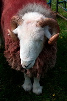 Lakeland Herdy Artworks, Dove Crag, Whiteless Pike, Herdwick Sheep Oil Pastels, Appleby-in-Westmorland, Herdwick Sheep Art Studio, Herdwick Sheep, Winster, The Nab, Herdwick Drawings, Holme St. Cuthbert, Herdwick Sheep Oil Painting, Herdwick, Herdy, Gowbarrow Fell, Plumbland, Sallows, Cleator, Seathwaite Fell, Haverthwaite, Herdwick Sheep Art, Illgill Head, Penrith, Slate Fell, Lakeland Sheep, Isle of Walney, Herdy Sheep Artist, Great Crag, Walton,  Lake District, Cumbria.