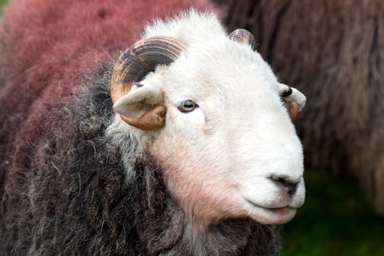 Bootle Valley Lake district Sheep