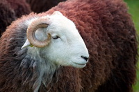 Steel Fell, Witherslack, Herdwick Sheep Sketch, Herdwick Drawings, Rampside, Cold Pike, Herdwick Sheep Acrylic Paintings, Grange Fell, Blindcrake, Herdy Sheep Artist, Grasmere, Brandreth, Sergeant Man, Herdwick Wall Art, Rowrah, High Stile, Hawkshead, Troutbeck (Windermere), Herdy Sketch, Place Fell, Mixed-Media Herdy Art, Grasmoor, Kirkbampton, Slate Fell, Troutbeck Tongue, Bowfell, Westnewton, Herdwick Sheep Oil Painting, Wandope, Herdwick,  Lake District, Cumbria.