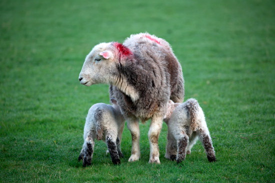 Caw Fell Valley Lake district Sheep