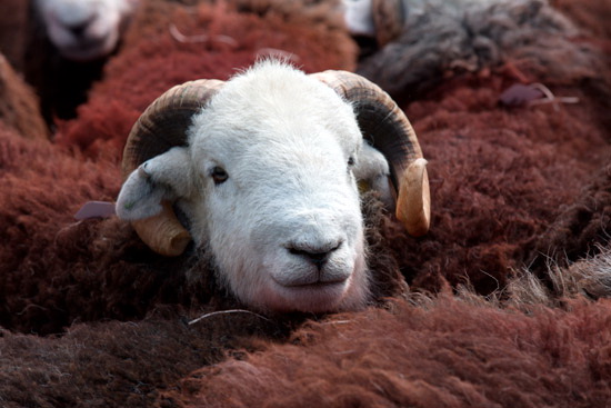 Wandope Valley Lake district Sheep