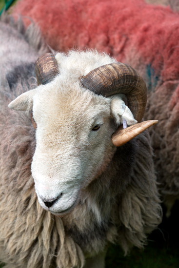Dale Head Valley Herdwick