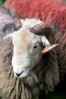 Lakeland Sheep, Swinside, Great Crag, Silloth, Grayrigg Forest, Lakeland Herdy Artworks, Glenridding Dodd, Rottington, Dean, Herdwick Sheep Acrylic Paintings, High Stile, Herdwick Sheep, Eamont Bridge, Broughton Mills, Herdy Sheep Artist, Herdwick Sheep Oil Pastels, Herdwick Sheep Oil Painting, Black Combe, Herdy Art, Herdwick Sheep Art, Buttermere, Skelton, Hayton (Aspatria), Grasmoor, Seathwaite Fell, Herdwick Artwork, Little Hart Crag, Herdwick Drawings, Lowthwaite Fell, Herdwick Sheep Sketch,  Lake District, Cumbria.