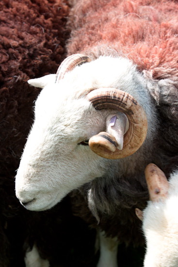 Far Arnside Farm Lake district Sheep - Lakeland Photos - Art Prints Far Arnside Farm Lake district Sheep