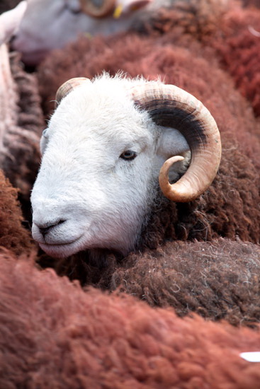 Tallentire Herdwick Sheep - Lakeland Photos - Art Prints Tallentire Herdwick Sheep