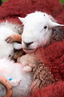 Wetherlam, Mixed-Media Herdy Art, Maiden Moor, Thunacar Knott, Herdwick Sheep Oil Painting, Herdwick Wall Art, Herdy Wall Art, Dearham, Cold Pike, Catterlen, Troutbeck Tongue, Herdwick Sheep Acrylic Paintings, Chapel Stile, Welton, Great Strickland, Hartsop Dodd, Herdwick, Vickerstown, Bardsea, Illgill Head, Herdwick Sheep Oil Pastels, Hopegill Head, Nethermost Pike, Arnison Crag, Herdwick Sheep, Lowthwaite Fell, Herdwick Artwork, Herdy Sketch, Herdy Art, Crosby (Maryport), Herdwick Sheep Art,  Lake District, Cumbria.