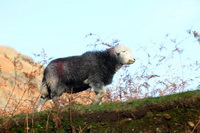 Great Sca Fell, Little Langdale, Scafell Pike, Herdy Sketches, Lakeland Sheep, Herdwick Sheep Prints, Armathwaite, Torver, Arlecdon, Calf Crag, Ullock Pike, Herdwick Sheep Art Studio, Carrock Fell, Crag Fell, Sedbergh, Ulpha, Herdwick Artwork, White Side, Black Combe, Dufton, Buck Pike, Lonscale Fell, Herdwick Sheep Oil Painting, Lakeland Herdy Artworks, High Raise, Cockermouth, Raven Crag,  Lake District, Cumbria.