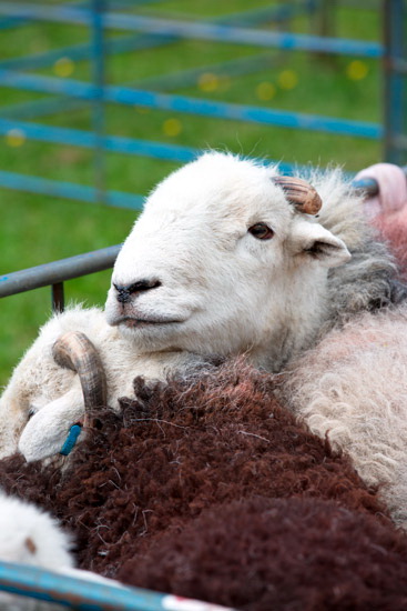 Catstycam Valley Herdwick Sheep