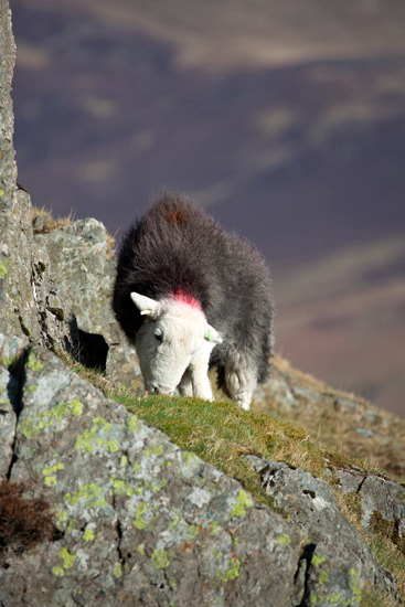 Sandwith Field Herdwick Sheep