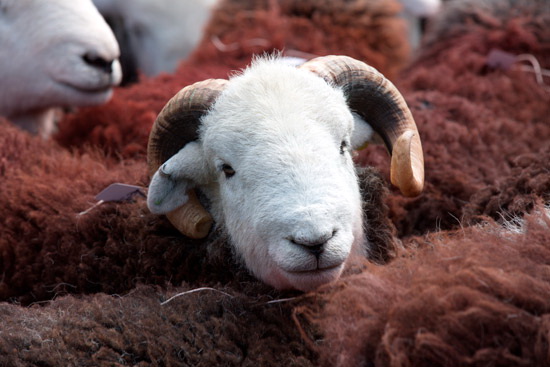 Skirwith Valley Herdwick