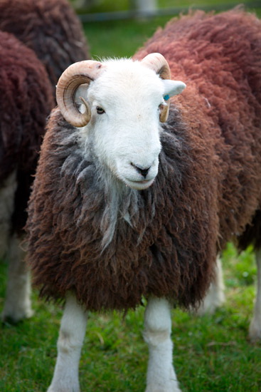Nab Scar Herdwick