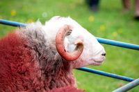 Lowther, Brougham, Meal Bank, Long Side, Irthington, Whicham, Great Crag, High Pike (Scandale), Brim Fell, Herdy, Beckermet, Clappersgate, Ackenthwaite, Herdwick Sheep Acrylic Paintings, Seathwaite (Duddon Valley), Herdwick Drawings, Lakeland Sheep, Herdwick Sheep Oil Painting, Castle Crag, Herdwick Sheep, Herdwick Wall Art, Isel, Stanah, Herdy Ewe, Lake District, Herdwick Sheep Sketch, Herdy Art, High Crag,  Lake District, Cumbria.