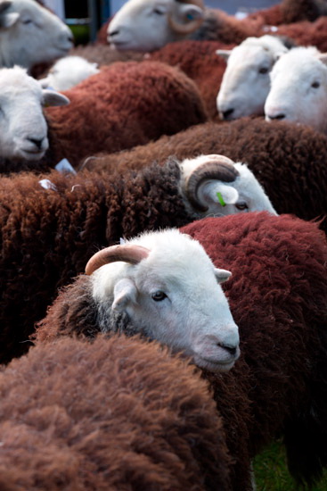 Penrith Farm Herdwick