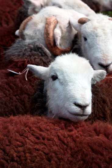 Chapel Stile Field Lake district Sheep