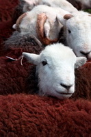 Sandside, Oxenholme, Mixed-Media Herdy Art, Herdwick Sheep Prints, Calf Crag, Herdwick Artwork, Herdy Sheep Artist, Maulds Meaburn, Bardsea, Chapel Stile, Herdy, Beda Fell, Ousby, Herdwick Drawings, Base Brown, Lakeland Sheep, Longtown, Harter Fell, Mardale, Herdwick, Selside, Spark Bridge, Ullock Pike, Knott, The, Herdwick Sheep Oil Painting, Rossett Pike, Herdy Art, Kirkland (Frizington), Dove Crag,  Lake District, Cumbria.