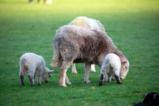 Scar Crags Valley Lake district Sheep