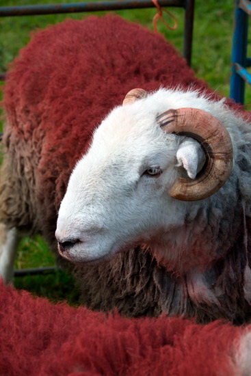 Seatallan Valley Herdwick