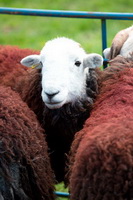 Crinkle Crags, Herdwick Sheep Art Studio, Herdy Ewe, Herdy Sketches, Herdwick Sheep Oil Painting, Mixed-Media Herdy Art, Uldale, Harrington, Gleaston, Scoat Fell, Red Pike (Buttermere), Herdwick Drawings, Yewbarrow, Tarn Crag (Easedale), Hayton (Aspatria), Herdy Wall Art, Herdy, Warwick-on-Eden, Brampton (Carlisle), Levens, Swarthmoor, Skiddaw Little Man, Great Gable, Grasmoor, Outerside, Herdwick Sheep, Herdwick Sheep Sketch, Cleator,  Lake District, Cumbria.