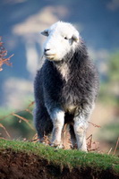Herdy Sketch, Old Town, Firbank Fell, Lamplugh, Brock Crags, Herdwick Wall Art, Great Musgrave, Herdwick Sheep Oil Pastels, Yoke, Herdwick Sheep Oil Painting, Wandope, Rottington, Herdwick Sheep Prints, Herdwick Sheep Sketch, Seathwaite (Duddon Valley), High Pike (Scandale), Walla Crag, Saint Sunday Crag, Tarn Crag (Far Eastern Fells), Herdy Art, Little Hart Crag, Wythburn, Herdwick, Herdwick Artwork, Crooklands, Hawkshead, Cumwhinton, Herdwick Sheep Acrylic Paintings, Herdwick,  Lake District, Cumbria.