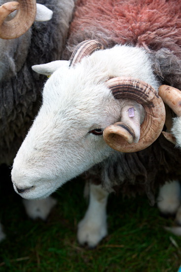 Grey Crag Lakeland Sheep