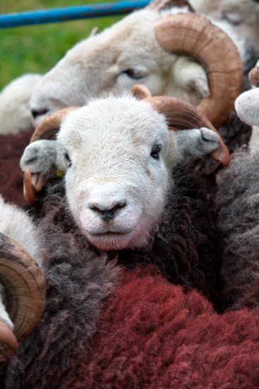 Ings Field Herdwick