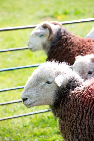 Silloth Farm Lakeland Sheep