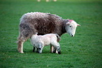 Grange-Over-Sands, Hutton Roof, Hart Crag, Herdwick Sheep Oil Pastels, Dearham, Catbells, Lakeland Sheep, Milnthorpe, Hart Side, Kentmere Pike, Harrington, Caudale Moor, Crosby (Maryport), Lakeland Herdy Artworks, Herdwick Sheep Oil Painting, Herdy Art, Mixed-Media Herdy Art, Herdwick, Herdy Wall Art, Herdy Sketch, Thornthwaite, Shipman Knotts, Wether Hill, Herdwick Wall Art, Kirkcambeck, Piel Island, Milburn, Nethermost Pike, Casterton,  Lake District, Cumbria.