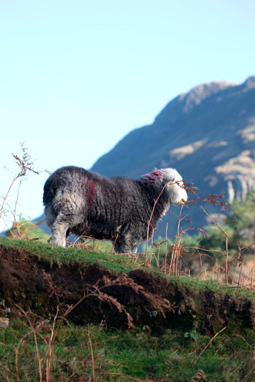 Lamplugh Valley Herdwick Sheep - Lakeland Photos - Art Prints Lamplugh Valley Herdwick Sheep