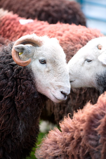Newbiggin-on-Lune Herdwick