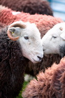 Mixed-Media Herdwick Art, Gavel Fell, Herdwick Sheep Oil Painting, Herdwick Sketch, Ormathwaite, Beetham, Herdwick Artwork, Lakeland Sheep, Silloth, Kearstwick, Herdwick, Westnewton, Loadpot Hill, Eel Crag (Crag Hill), Ambleside, Herdwick Sheep Sketch, Greysouthen, Herdwick, Glaramara, Whin Rigg, Wandope, Hayton (Aspatria), Caw Fell, Milnthorpe,  Lake District, Cumbria.