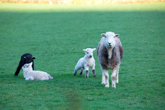 Mungrisdale Field Herdwick
