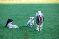 Hesket Newmarket, Haystacks, Herdy Wall Art, Blake Fell, Haverthwaite, Great Gable, Carlisle, Uldale, Pike of Stickle, Red Screes, Herdwick Sheep Art Studio, Broughton, Hartley, Lakeland Sheep, Hopegill Head, Herdwick Sheep Oil Painting, Moresby, Herdy, Branstree, Herdy Art, Brigsteer, Great Broughton, Herdwick Wall Art, Sallows, Fellbarrow, Green Gable, Hart Crag, Crosby Garrett, Herdy Ewe, Meal Bank, Herdwick Sheep Prints, Herdy Sketches, Herdwick, Steel Fell, Herdwick Sheep Oil Pastels,  Lake District, Cumbria.