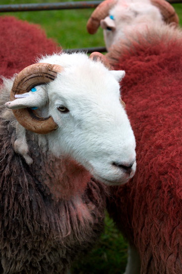 Catstycam Farm Herdwick Sheep