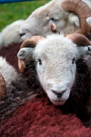 Great Cockup, Wigton, Herdwick Sheep Oil Painting, Whinlatter, Holme, Hen Comb, Calf Crag, High Hartsop Dodd, Lakeland Sheep, Herdwick Wall Art, Rottington, Bridekirk, Herdwick Sheep, Hopegill Head, Burnbank Fell, Bardsea, Herdwick Sheep Art, Ullock Pike, Sail, Beckermet, Herdwick, Hale, Lakeland Herdy Artworks, High Pike (Scandale), Grange-Over-Sands, Grike, Catstycam,  Lake District, Cumbria.