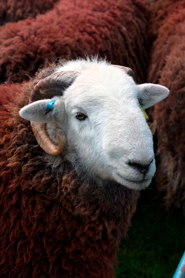 Bridekirk Field Lake district Sheep - Lakeland Photos - Art Prints Bridekirk Field Lake district Sheep