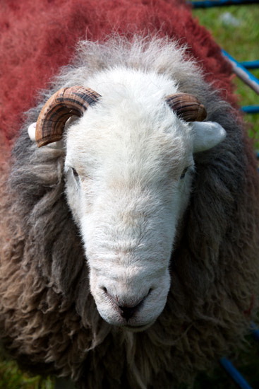 Burgh by Sands Valley Lake district Sheep